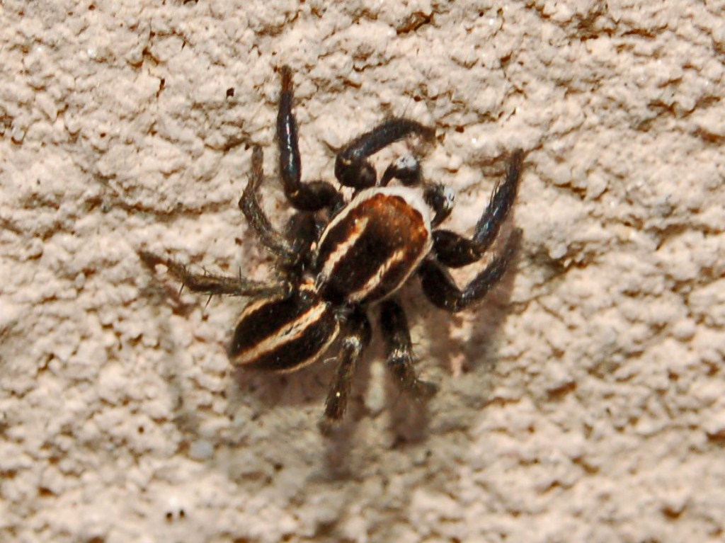 Phlegra bresnieri